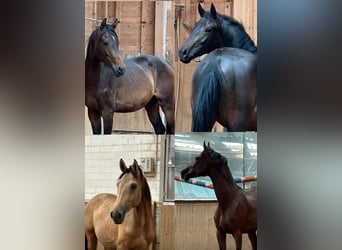 Deutsches Reitpferd, Hengst, 2 Jahre