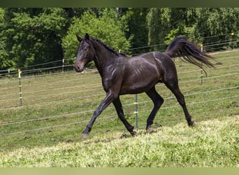 Deutsches Reitpferd, Hengst, 2 Jahre, Dunkelbrauner