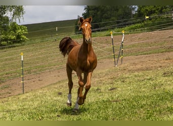 Deutsches Reitpferd, Hengst, 2 Jahre, Fuchs
