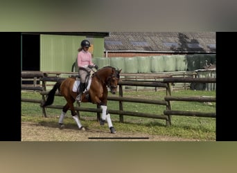 Deutsches Reitpferd, Hengst, 3 Jahre, 145 cm, Brauner