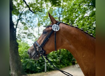 Deutsches Reitpferd, Hengst, 3 Jahre, 162 cm, Brauner