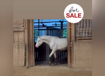 Deutsches Reitpferd, Hengst, 3 Jahre, 163 cm, Cremello