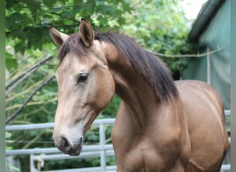 Deutsches Reitpferd, Hengst, 3 Jahre, 166 cm, Buckskin