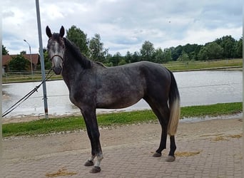 Deutsches Reitpferd, Hengst, 3 Jahre, 166 cm, Kann Schimmel werden