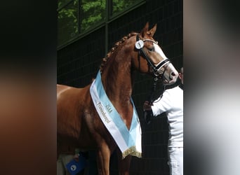 Deutsches Reitpferd, Hengst, 3 Jahre, 167 cm