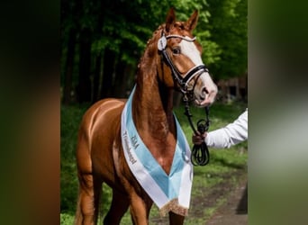 Deutsches Reitpferd, Hengst, 3 Jahre, 167 cm