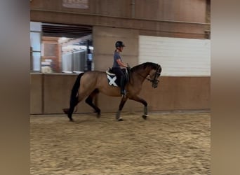Deutsches Reitpferd, Hengst, 3 Jahre, 168 cm, Buckskin