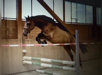 Deutsches Reitpferd, Hengst, 3 Jahre, 168 cm, Buckskin