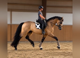 Deutsches Reitpferd, Hengst, 3 Jahre, 169 cm, Buckskin