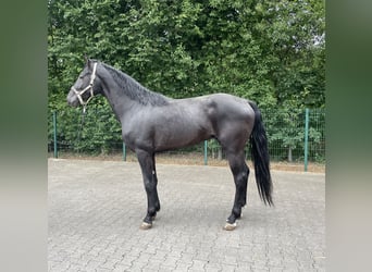 Deutsches Reitpferd, Hengst, 3 Jahre, 170 cm, Rappe