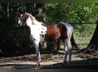 Deutsches Reitpferd, Hengst, 3 Jahre, 170 cm, Schecke
