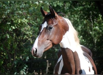 Deutsches Reitpferd, Hengst, 3 Jahre, 170 cm, Schecke