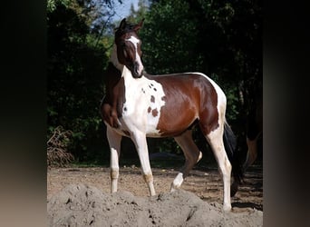 Deutsches Reitpferd, Hengst, 3 Jahre, 170 cm, Schecke