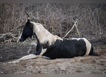 Deutsches Reitpferd, Hengst, 3 Jahre, 170 cm, Schecke