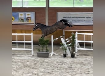 Deutsches Reitpferd, Hengst, 3 Jahre, 173 cm, Schimmel