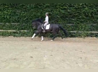 Deutsches Reitpferd, Hengst, 4 Jahre, 161 cm, Schwarzbrauner