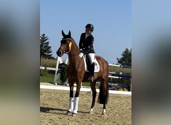 Deutsches Reitpferd, Hengst, 4 Jahre, 167 cm, Brauner