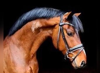 Deutsches Reitpferd, Hengst, 4 Jahre, 170 cm, Brauner