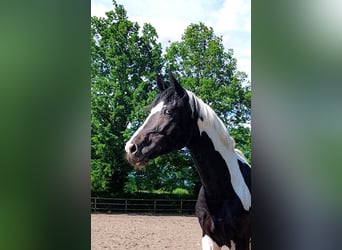 Deutsches Reitpferd, Hengst, 4 Jahre, 175 cm, Schecke