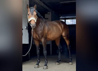 Deutsches Reitpferd, Hengst, 5 Jahre, 164 cm, Brauner