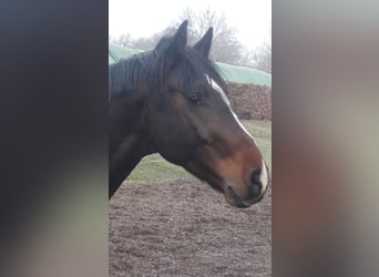 Deutsches Reitpferd, Hengst, 5 Jahre, 165 cm, Brauner