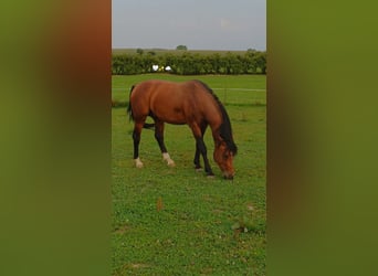 Deutsches Reitpferd, Hengst, 5 Jahre, 166 cm, Brauner