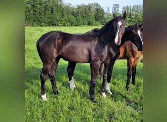 Deutsches Reitpferd, Hengst, 5 Jahre, 167 cm, Rappe