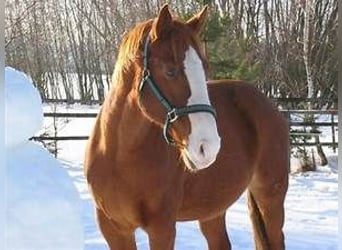 Deutsches Reitpferd, Hengst, 5 Jahre, 170 cm, Dunkelfuchs