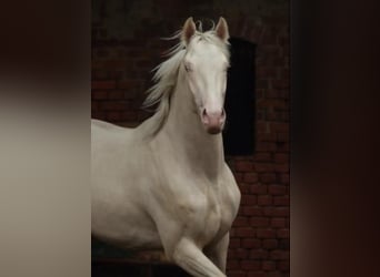 Deutsches Reitpferd, Hengst, 15 Jahre, 170 cm, Cremello