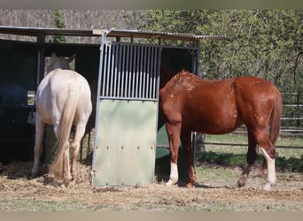 Deutsches Reitpferd, Hengst, 10 Jahre, 170 cm