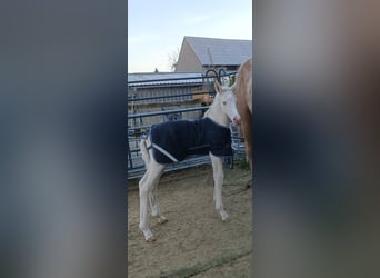 Deutsches Reitpferd, Hengst, Fohlen (04/2026), 166 cm, Cremello