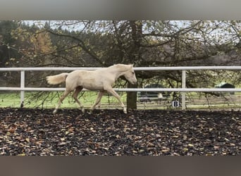 Deutsches Reitpferd, Hengst, Fohlen (05/2023), 166 cm, Palomino