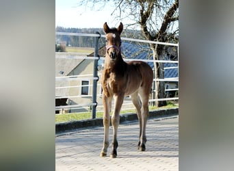 Deutsches Reitpferd, Hengst, Fohlen (03/2023), 167 cm, Dunkelbrauner