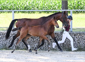 Deutsches Reitpferd, Hengst, , 168 cm, Brauner