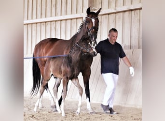 Deutsches Reitpferd, Hengst, Fohlen (06/2023), 168 cm, Dunkelbrauner