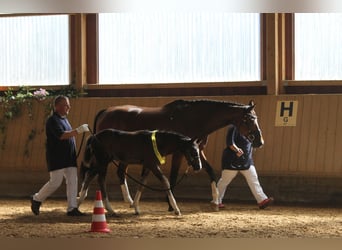 Deutsches Reitpferd, Hengst, Fohlen (06/2023), 168 cm, Dunkelbrauner