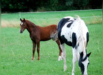 Deutsches Reitpferd, Hengst, Fohlen (04/2025), 169 cm, Dunkelfuchs