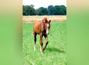 Deutsches Reitpferd, Hengst, Fohlen (04/2025), 169 cm, Dunkelfuchs