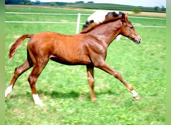 Deutsches Reitpferd, Hengst, Fohlen (04/2025), 169 cm, Dunkelfuchs