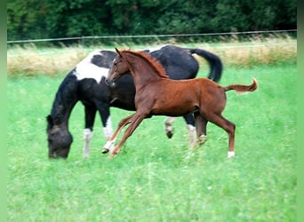 Deutsches Reitpferd, Hengst, Fohlen (04/2025), 169 cm, Dunkelfuchs