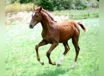 Deutsches Reitpferd, Hengst, Fohlen (04/2025), 169 cm, Dunkelfuchs