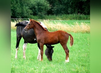 Deutsches Reitpferd, Hengst, Fohlen (04/2025), 169 cm, Dunkelfuchs