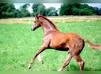 Deutsches Reitpferd, Hengst, Fohlen (04/2025), 169 cm, Dunkelfuchs