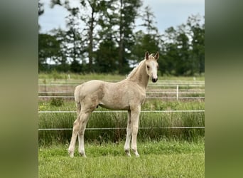 Deutsches Reitpferd, Hengst, Fohlen (04/2025), 170 cm, Palomino