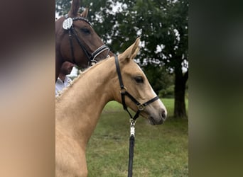 Deutsches Reitpferd, Hengst, Fohlen (04/2025), 170 cm, Palomino