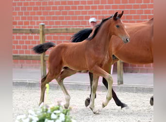 Deutsches Reitpferd, Hengst, , 172 cm, Brauner