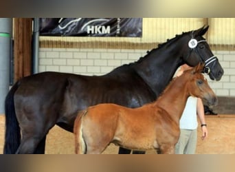 Deutsches Reitpferd, Hengst, , 175 cm, Fuchs