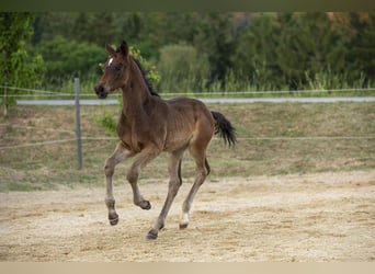 Deutsches Reitpferd, Hengst, Fohlen (04/2026), Brauner