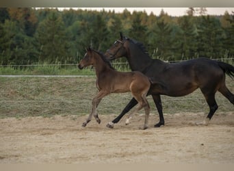 Deutsches Reitpferd, Hengst, Fohlen (04/2026), Brauner