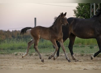 Deutsches Reitpferd, Hengst, Fohlen (04/2026), Brauner